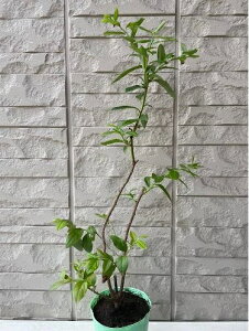 yyVX[p[Z[zy10{Zbg zu[x[ `h[ 3.5|bg }2N c