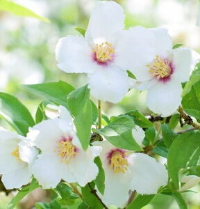 oCJEcM xGg[ 3|bgc }ؕc c