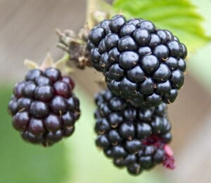 �u���b�N�x���[ �g���v���N���E�� 3.5���|�b�g�c �}�ؕc �c��