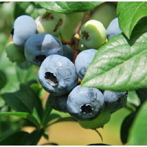 yyVX[p[Z[zu[x[ u[C 3|bg }1Nc m[UnCubVn c