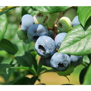 yyVX[p[Z[zu[x[ A[[u[ 3|bg }1Nc m[UnCubVn c