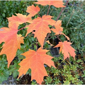 サトウカエデ 3.5号ポット苗 苗木