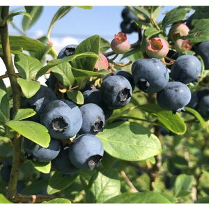 yyVX[p[Z[zu[x[ n[o[h 3|bg }1Nc m[UnCubVn c