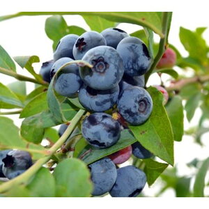 yyVX[p[Z[zu[x[ u[Nbv 3|bg }1Nc m[UnCubVn c