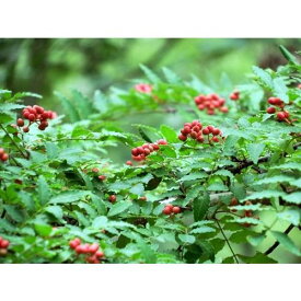 華北山椒　3号ポット　苗木 家庭菜園　サンショウ ハジカミ