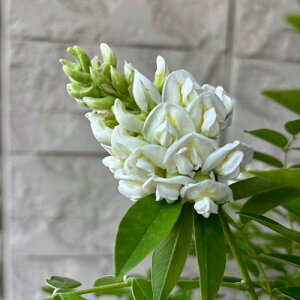 �A�����J�t�W �j�x�A 5.5���|�b�g �}�ؕc