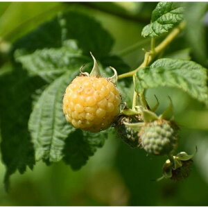 Yx[ C_[CG[ 3.5|bgc c