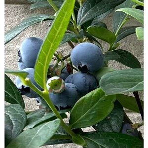 yyVX[p[Z[zu[x[ m[UXp^ 3|bg }1Nc m[UnCubVn c