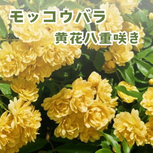 bREo  d炫 3.5|bgc c