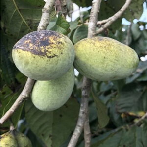 yyVX[p[Z[z||[ EB\ 3.5~4|bgc ږؕc c