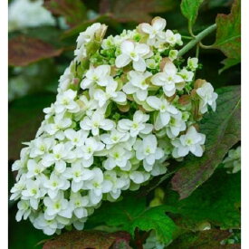 カシワバアジサイ スノーフレーク 4.5号ポット 苗木