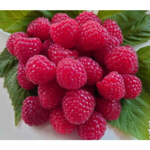 ラズベリー スタンザ(R) 3.5号ポット 苗木