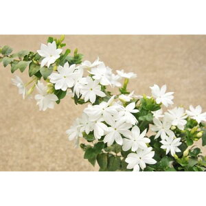 yyVX[p[Z[zWX~ Ԕl 3|bgc