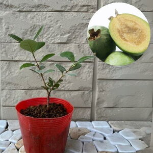 yubNtCf[ |Cg5{ztFCWA }X 3.5|bg }1N c