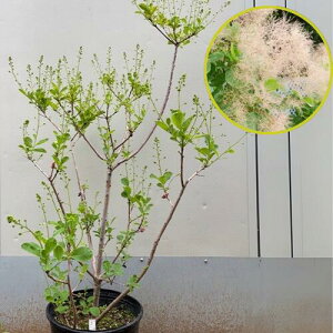 yyVX[p[Z[zyiJzX[Nc[ sNGWF 8|bgc c