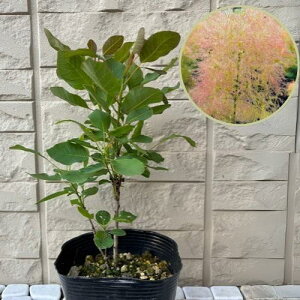 yyVX[p[Z[zX[Nc[ u[[Y 4.5|bgc