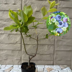 yyVX[p[Z[zu[x[ fLV[ 3|bg }1Nc m[UnCubVn c