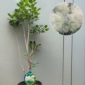 yyVX[p[Z[zyi321zX[Nc[ OfB[iPVPj8|bgc