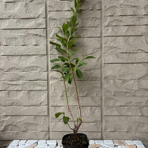 u[x[ `h[ 3.5|bg }2N m[UnCubVn c