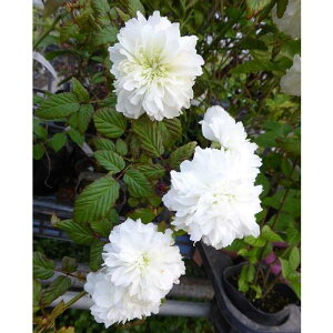 yubNtCf[ |Cg5{zgLCo 3.5|bg {^Co c