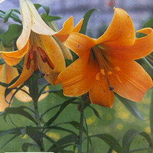 yyVX[p[Z[z AtJNB[ 1܋l