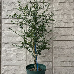 フィンガーライム パープルブリス 5号接木苗