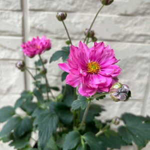 y}\zHe VECMN `{d 3.5|bgc