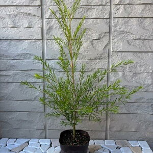 EJ ubNeB[c[ 3.5|bgc c