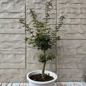 モミジ 獅子頭 6号ポット苗 苗木