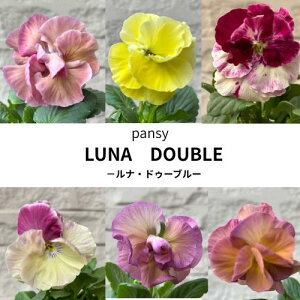 pW[ i hD[u ԐF܂ 3 3.5|bgc