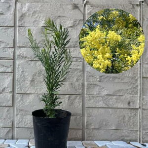 ~U AJVA Xm[EBo[ 3.5|bg c