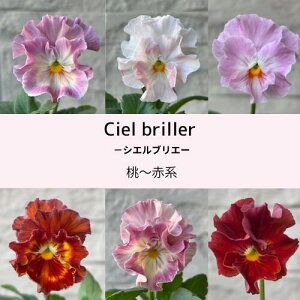 pW[ VGuG 3 `Ԍn 3`3.5|bgc