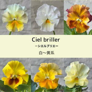 pW[ VGuG 3 `Fn 3~3.5|bgc ԕc