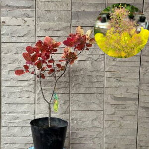 y}\zX[Nc[ S[fXsbg(R) 7|bgc c