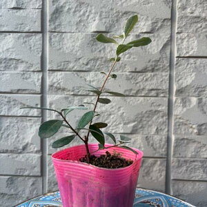 yubNtCf[ |Cg5{ztFCWA jL^ 3.5|bg }1N c