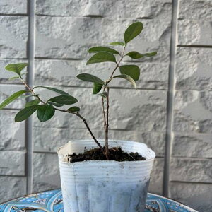 yubNtCf[ |Cg5{ztFCWA WF~j 3.5|bg }1N c