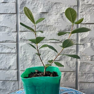 yubNtCf[ |Cg5{ztFCWA }A 3.5|bg }1N c