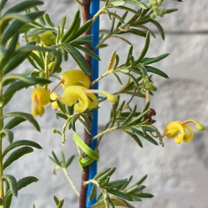 yubNtCf[ |Cg5{zOrA CG[hbv 3.5|bgc c