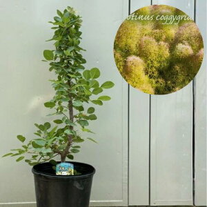 yyVX[p[Z[zyi6-1zX[Nc[ O[t@Ee 8|bgc c