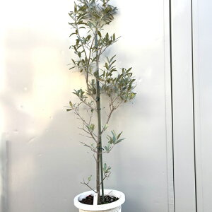 yyVX[p[Z[zyiBzI[u VvbV[m 7|bgc