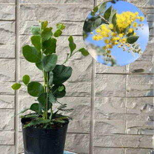 �y�y�V�X�[�p�[�Z�[���|�C���g5�{�z�p�[���A�J�V�A 3.5���|�b�g �|�_�����[�t�H���A �c��