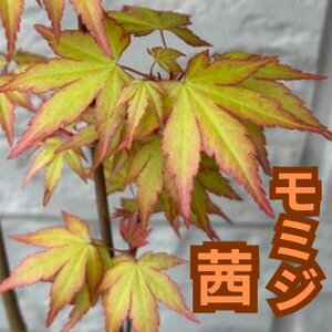 ���~�W �� �ږ�1�N�� 4���|�b�g�c