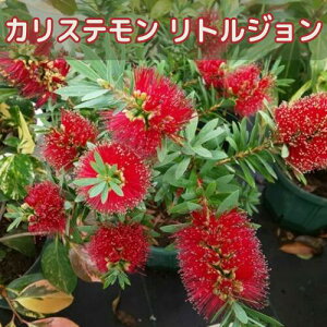 �J���X�e���� ���g���W���� 3���|�b�g�c �u���V�̖� ����� �c��