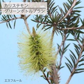 カリステモン グリーンボトルブラシ 5号ポット苗 金宝樹 苗木