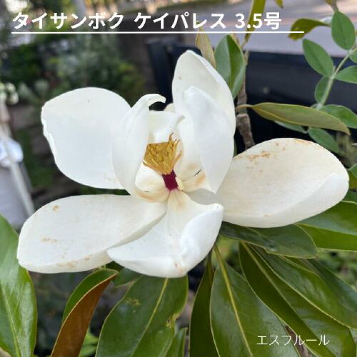 楽天市場】タイサンボク ケイパレス 苗木 3.5号ポット 挿し木苗 苗木 