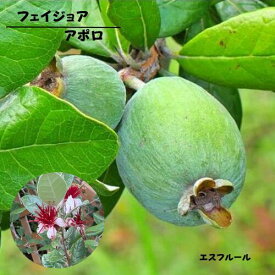 フェイジョア アポロ 3.5号ポット 挿木2年生 苗木