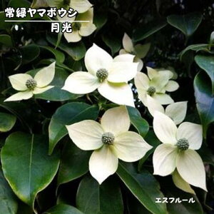 ��΃��}�{�E�V ���� 3.5���|�b�g �}���ؕc �c��