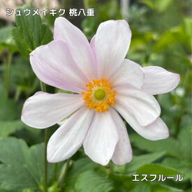 シュウメイギク 桃八重 3.5号ポット苗 秋明菊 花苗