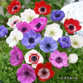 アネモネ デカン 混合 球根35ml袋詰め 秋植え球根