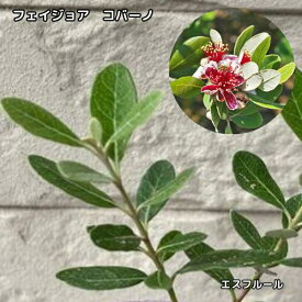 フェイジョア コバーノ 3.5号ポット 挿木1年生 苗木